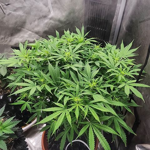 Buddy roe growlog timeline photo