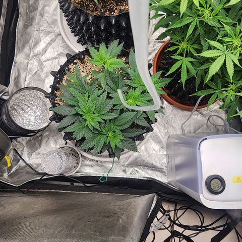 Sweet momma  growlog timeline photo