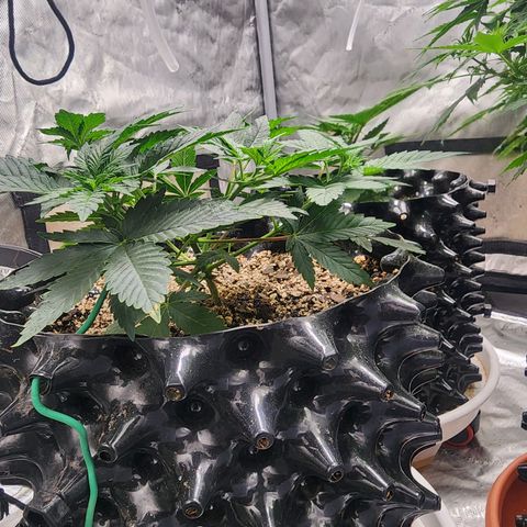 Sweet momma  growlog timeline photo