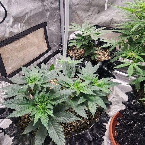 Sweet momma  growlog timeline photo