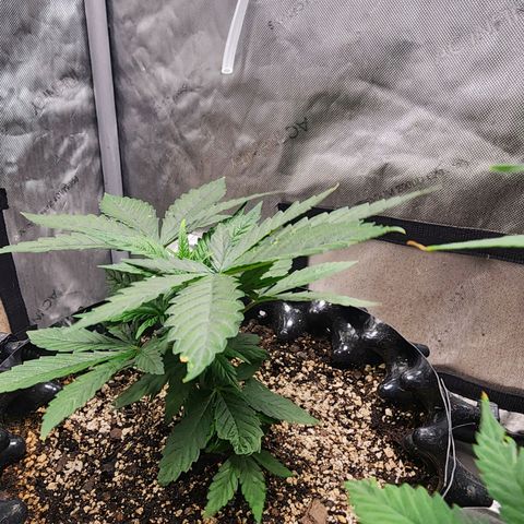 Lady p growlog timeline photo