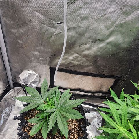 Lady p growlog timeline photo