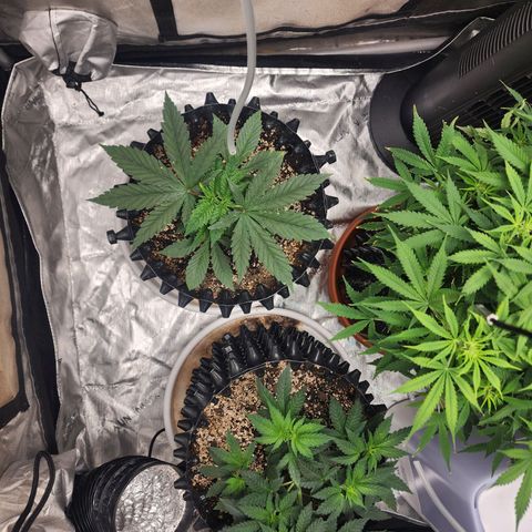 Lady p growlog timeline photo