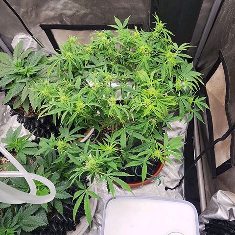 Buddy roe growlog timeline photo