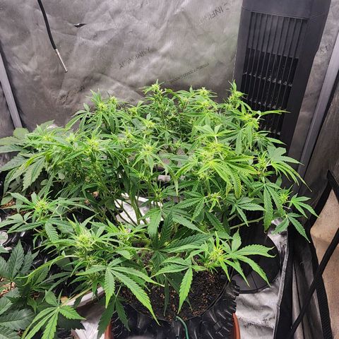 Buddy roe growlog timeline photo