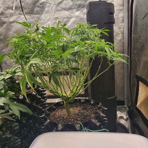 Buddy roe growlog timeline photo
