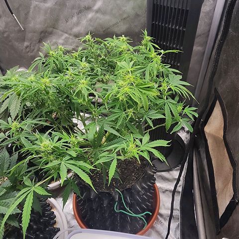 Buddy roe growlog timeline photo