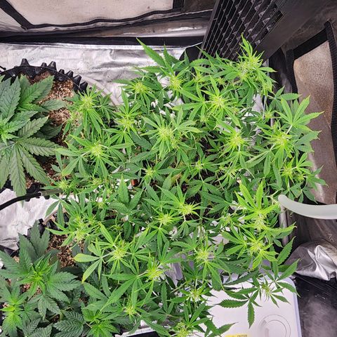Buddy roe growlog timeline photo