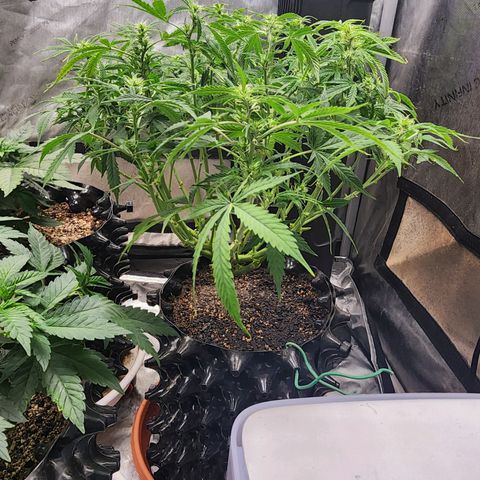 Buddy roe growlog timeline photo