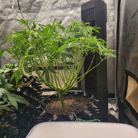 Buddy roe growlog timeline photo