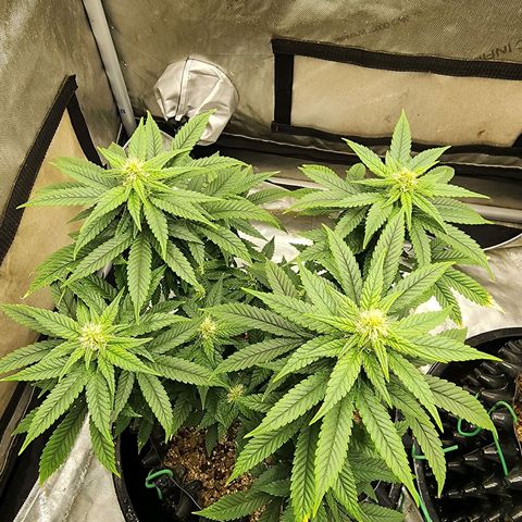 Lady p growlog timeline photo