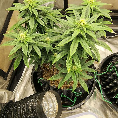 Lady p growlog timeline photo