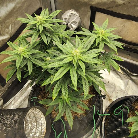 Lady p growlog timeline photo