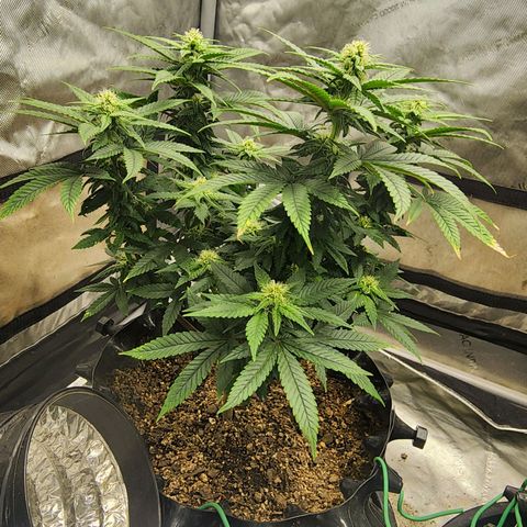 Lady p growlog timeline photo