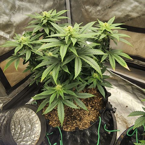 Lady p growlog timeline photo