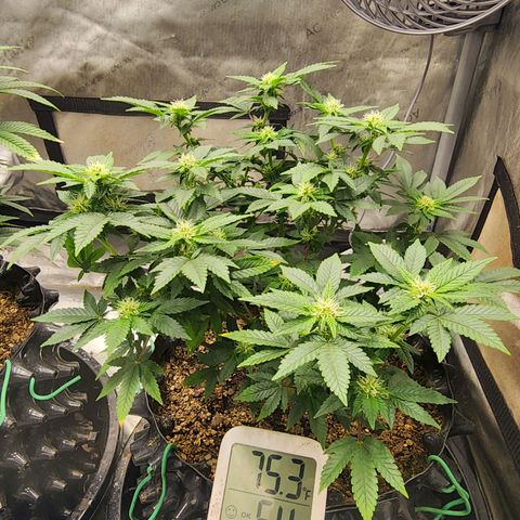 Sweet momma  growlog timeline photo