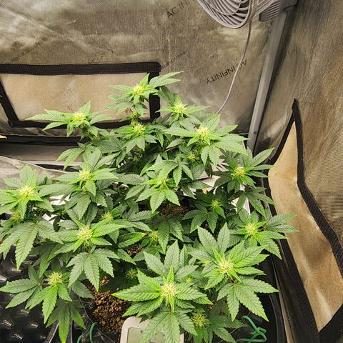 Sweet momma  growlog timeline photo