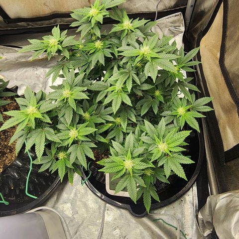 Sweet momma  growlog timeline photo