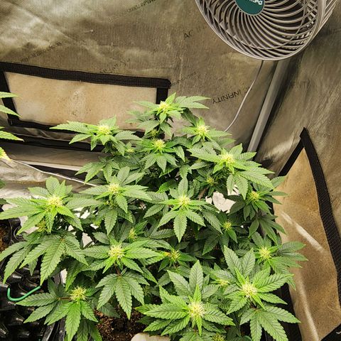 Sweet momma  growlog timeline photo