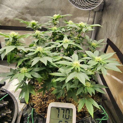 Sweet momma  growlog timeline photo