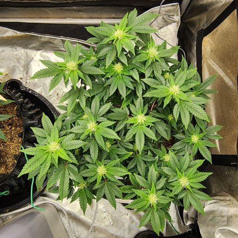 Sweet momma  growlog timeline photo