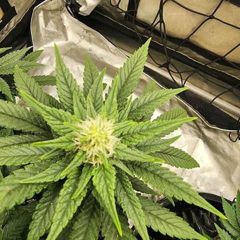 Lady p growlog timeline photo