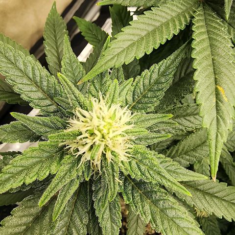 Lady p growlog timeline photo