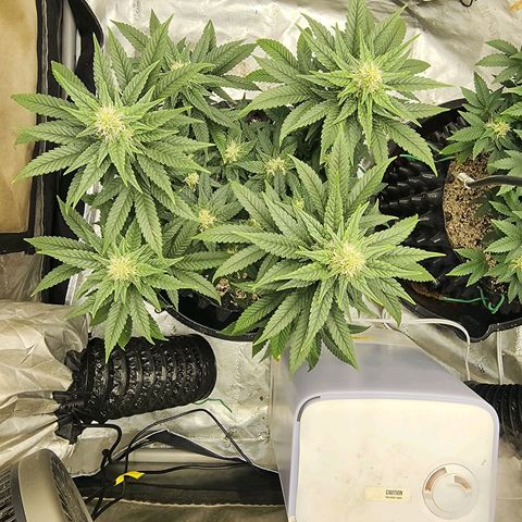 Lady p growlog timeline photo