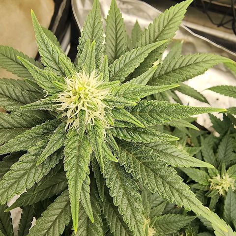 Lady p growlog timeline photo