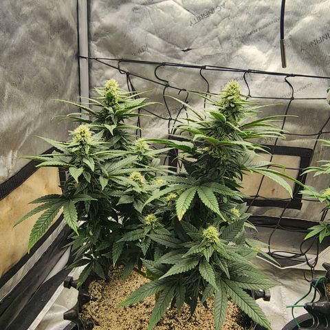Lady p growlog timeline photo