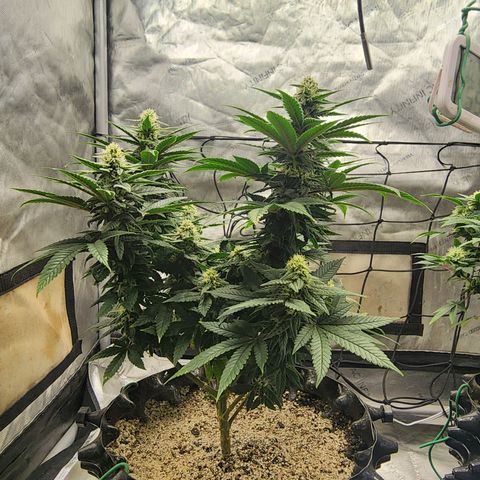 Lady p growlog timeline photo