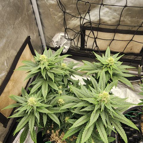 Lady p growlog timeline photo