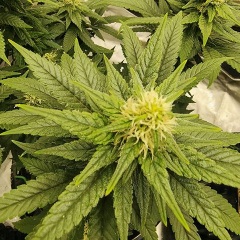 Lady p growlog timeline photo