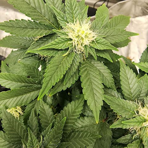 Sweet momma  growlog timeline photo