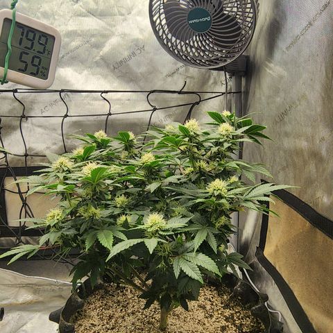Sweet momma  growlog timeline photo