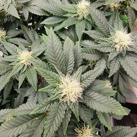 Sweet momma  growlog timeline photo