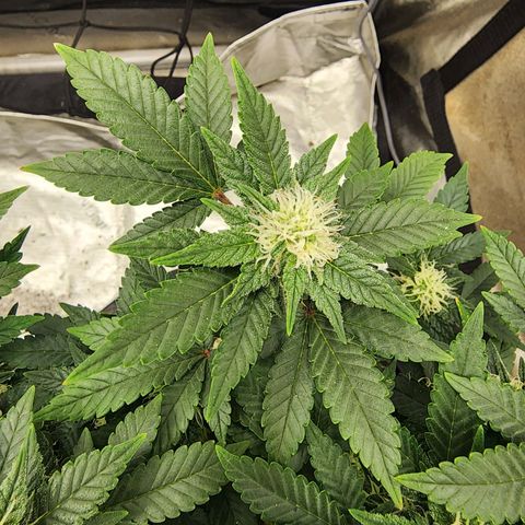 Sweet momma  growlog timeline photo