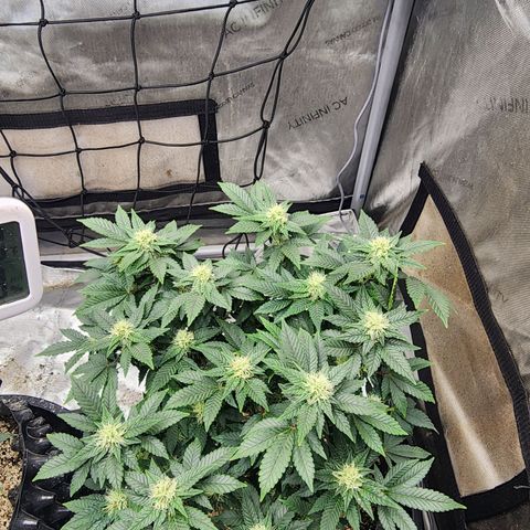 Sweet momma  growlog timeline photo