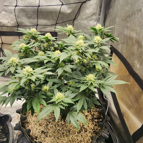 Sweet momma  growlog timeline photo