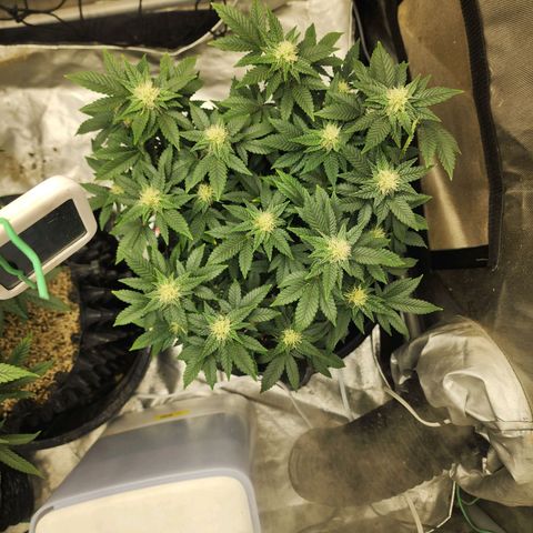 Sweet momma  growlog timeline photo