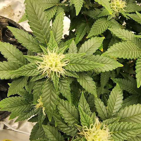 Sweet momma  growlog timeline photo