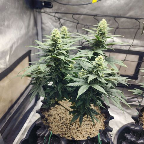 Lady p growlog timeline photo