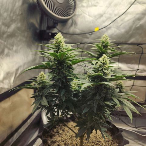 Lady p growlog timeline photo