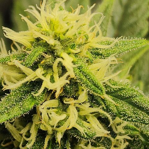 Lady p growlog timeline photo