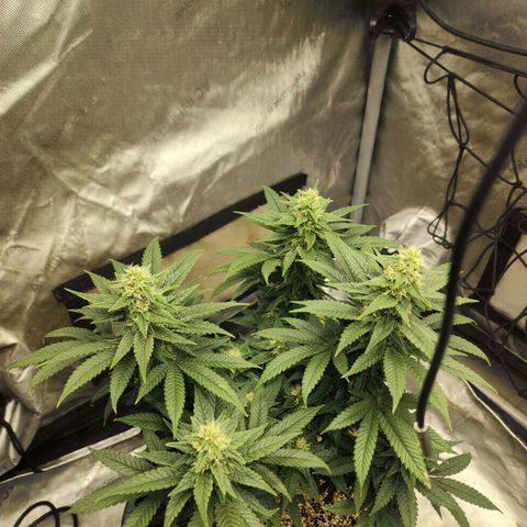 Lady p growlog timeline photo
