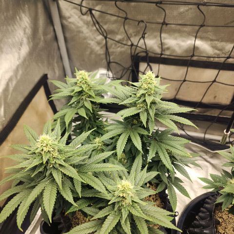 Lady p growlog timeline photo
