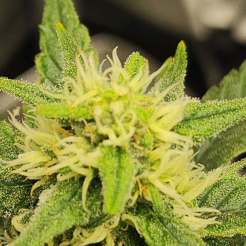 Lady p growlog timeline photo