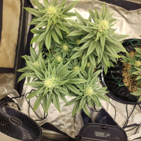 Lady p growlog timeline photo