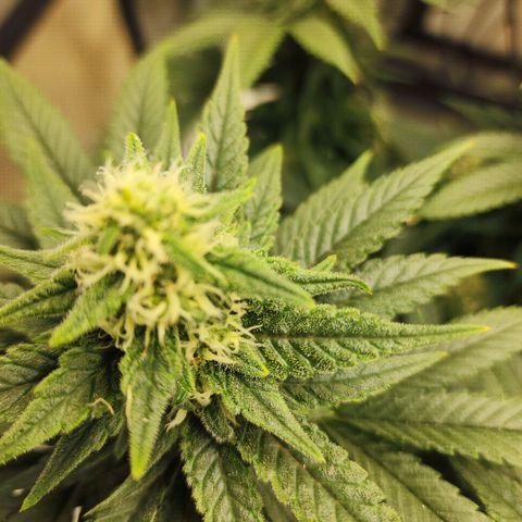 Lady p growlog timeline photo