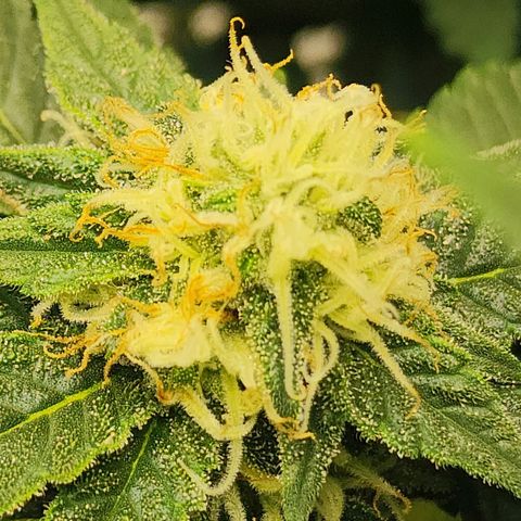 Sweet momma  growlog timeline photo